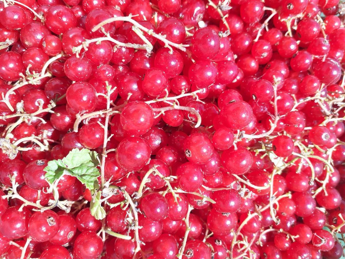 بوريتا تيرمي Ca Gennara Agri B&B المظهر الخارجي الصورة